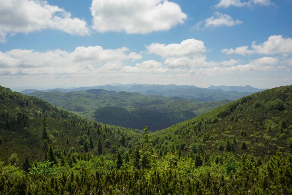 Razgled s Snežnika na prostrano gozdno krajino